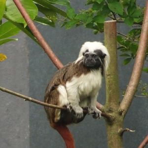 Cotton Top Tamarin  23 August 2025