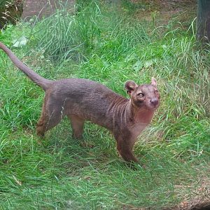 Fossa  23 August 2025