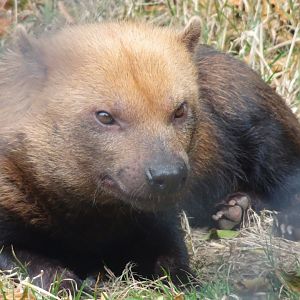 Bush Dog  23 August 2025