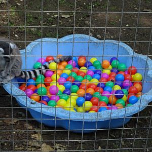 Ring-tailed Lemur enrichment, 11th June 2025