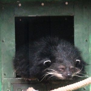 Binturong  23 August 2025