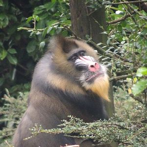 Mandrill  23 August 2025
