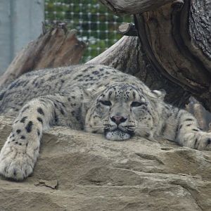 Tired Snow Leopard Mum  23 August 2025