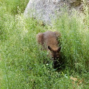 8/16/2025 - Bennett's Wallaby