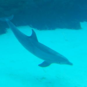 8/16/2025 - Bottlenose Dolphin