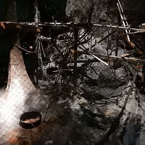 8/16/2025 - Ring-Tailed Lemur Habitat