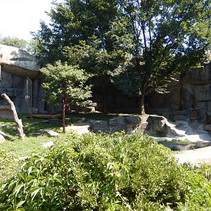 8/16/2025 - Amur Tiger Grotto
