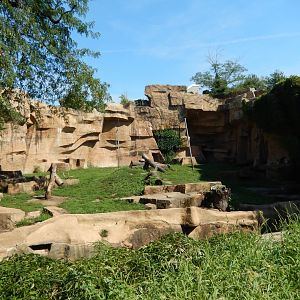 8/16/2025 - African Lion Grotto