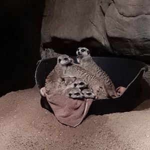 8/16/2025 - Meerkat Pile!