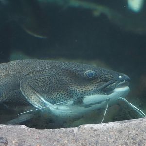 Red-Tailed Catfish