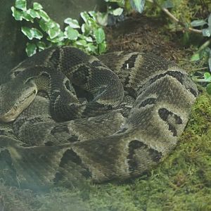 Brazilian Fer-De-Lance