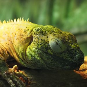 Mexican Spiny-Tailed Iguana