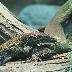 Merten's Water Monitors