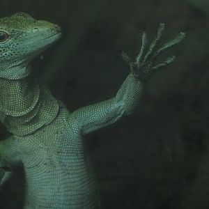 Emerald Tree Monitor