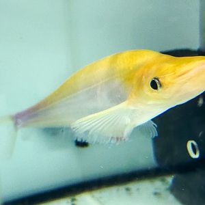 Metallic Sheatfish (Phalacronotus apogon var. Albino)