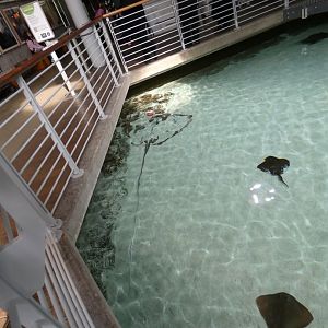 Mangrove lagoon rays