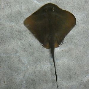 Maskray sp. lighter ray