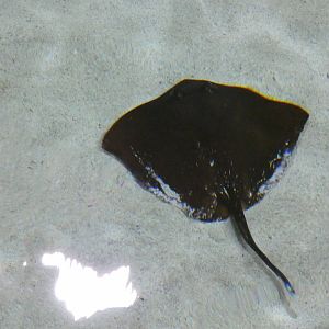 Maskray sp. darker ray