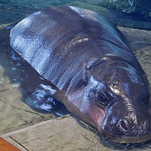 Pygmy Hippopotamus (Choeropsis liberiensis) NIFREL