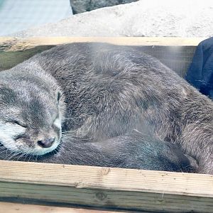 Asian Small-Clawed Otter (Aonyx cinerea) NIFREL