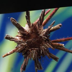 Slate-Pencil Urchin