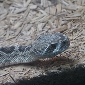 Eastern Diamondback Rattlesnake