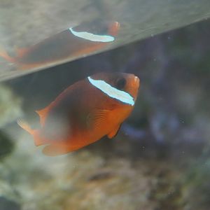 Tomato Clownfish
