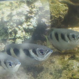 Archerfish