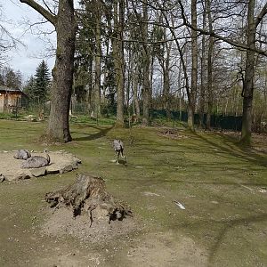 Amerika-Tierpark: greater rhea enclosure