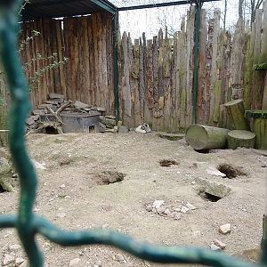 Amerika-Tierpark: arctic fox enclosure