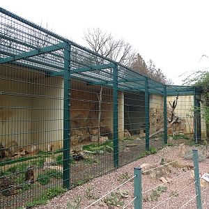Amerika-Tierpark: bobcat enclosure
