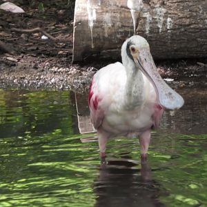 Roseate spoonbill