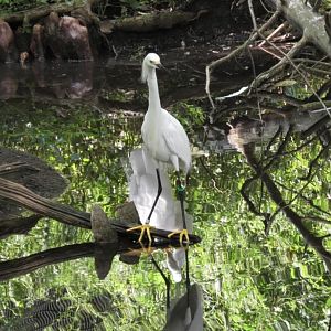 Snowy erget I believe