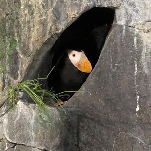 Tufted puffin hanging out in a nest