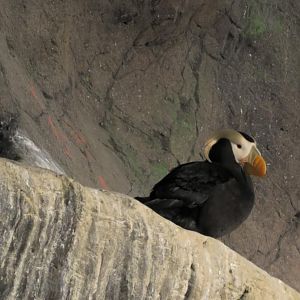 Tufted puffin again