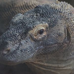 Komodo Dragon