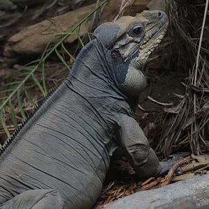 Rhinoceros Iguana