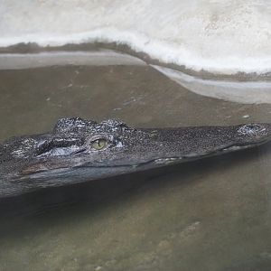 Siamese Crocodile