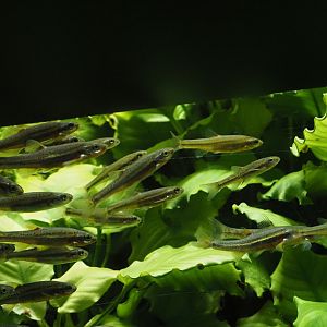 Tennessee Shiners and Tennessee Dace