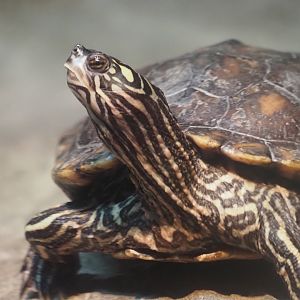 Yelow-Blotched Map Turtle