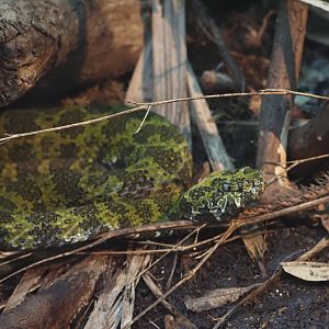 Mangshan Pit Viper