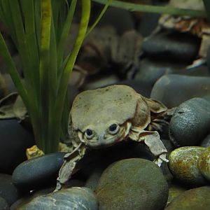 Lake Titicaca Water Frog