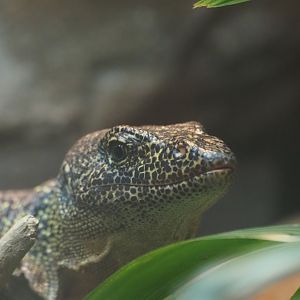 Mangrove Monitor