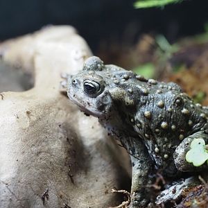 Boreal Toad