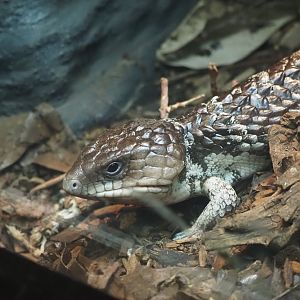 Shingleback Skink