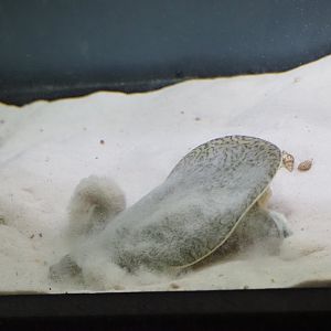 Indian Narrow-Headed Softshell Turtle 1