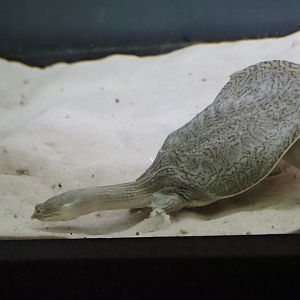 Indian Narrow-Headed Softshell Turtle 2