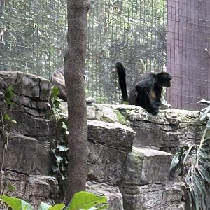 Mexican spider monkey