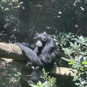 Siamang