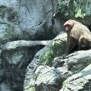 Stump tailed macaque